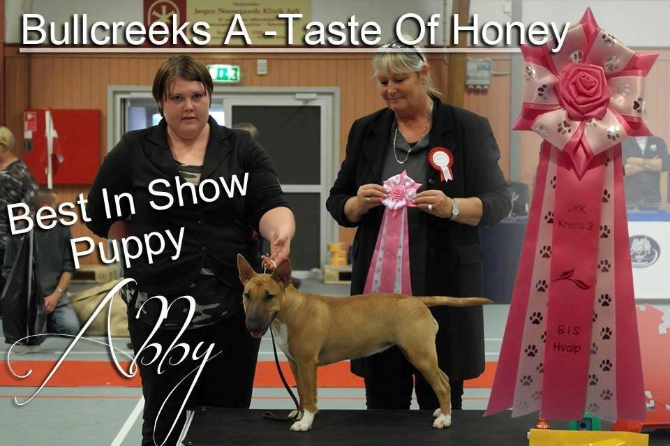 Bullterrier miniature Bullcreeks A Taste Of Honey 'Abby' billede 2