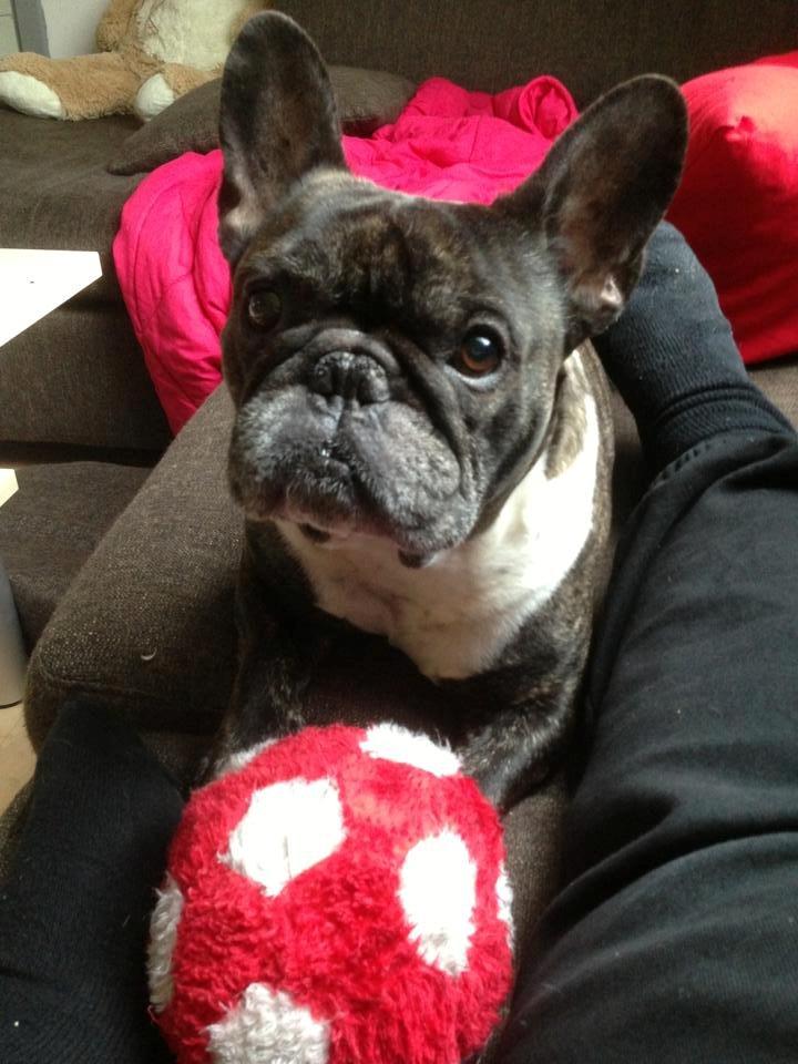 Fransk bulldog Robin billede 2