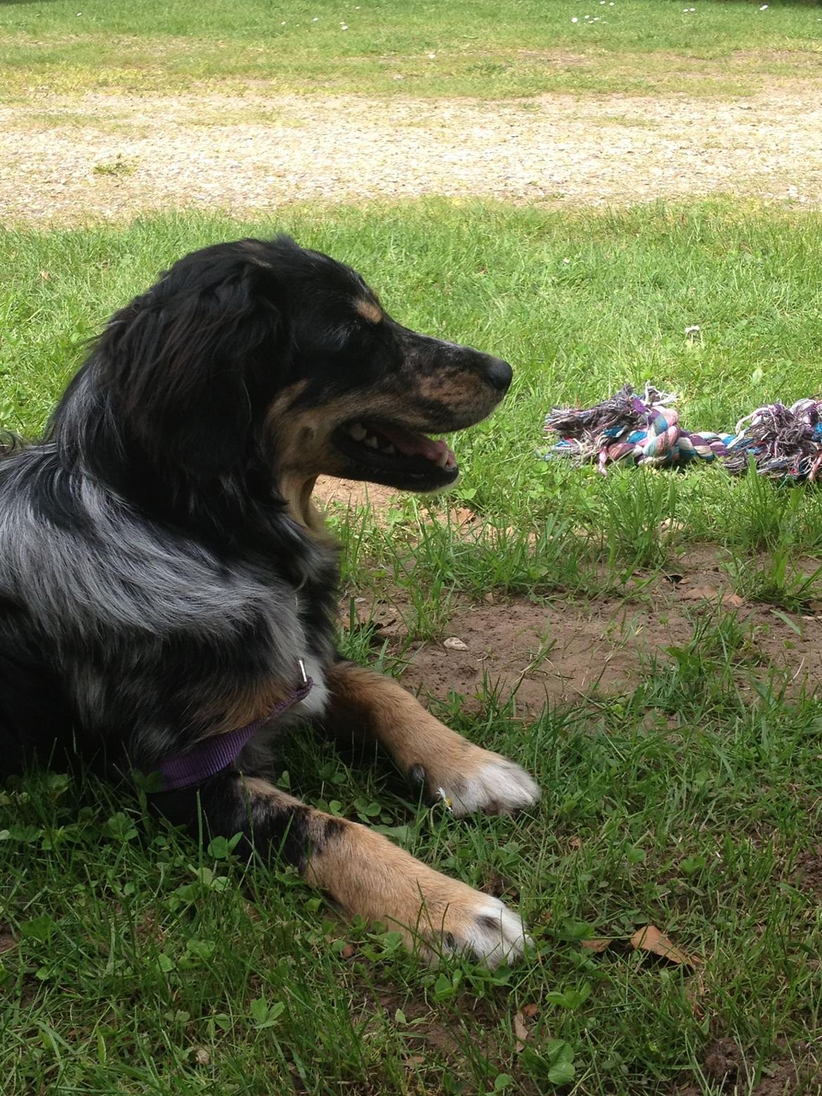 Blanding af racer Merci 6 år <3 billede 21