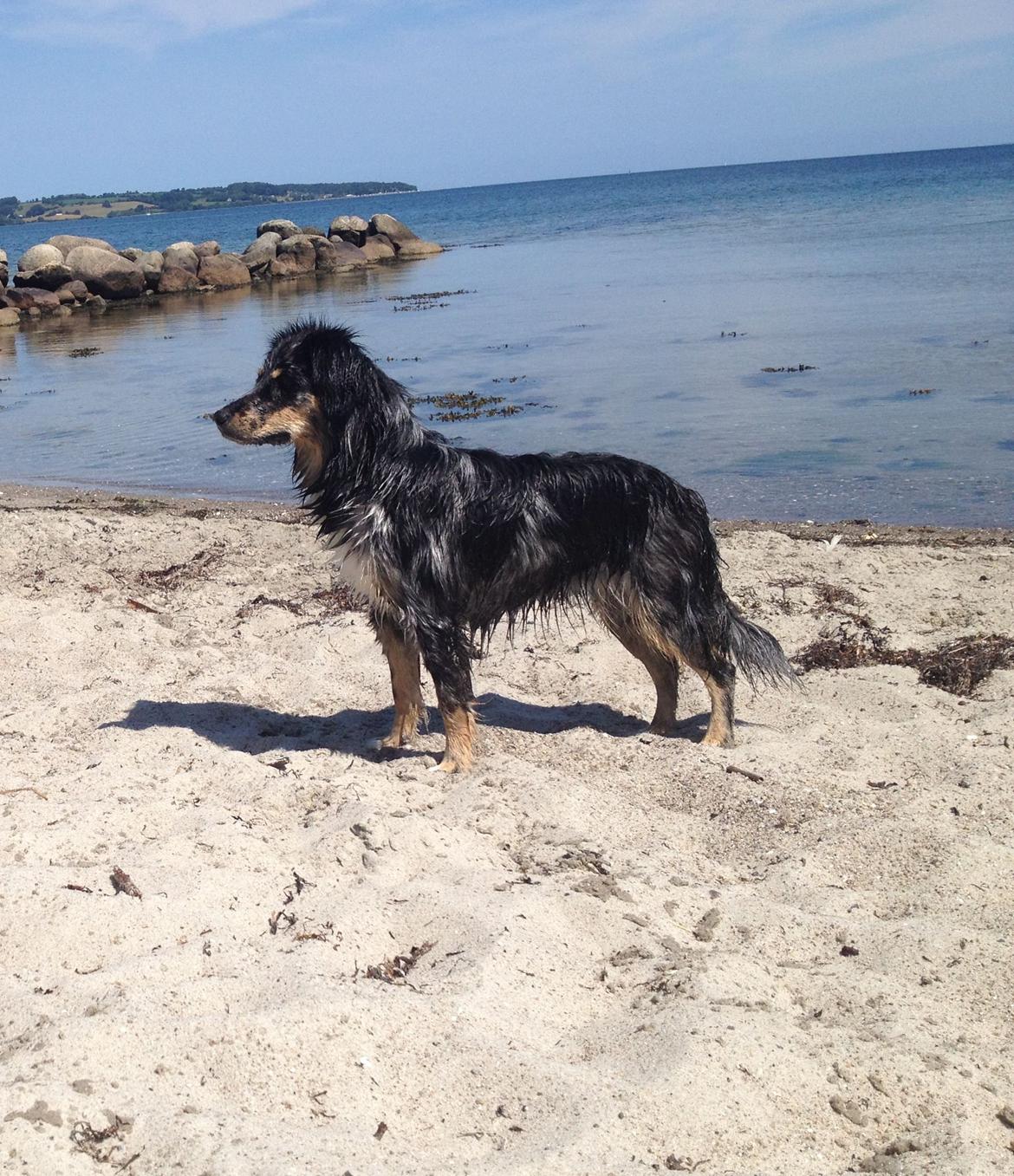 Blanding af racer Merci 6 år <3 billede 23