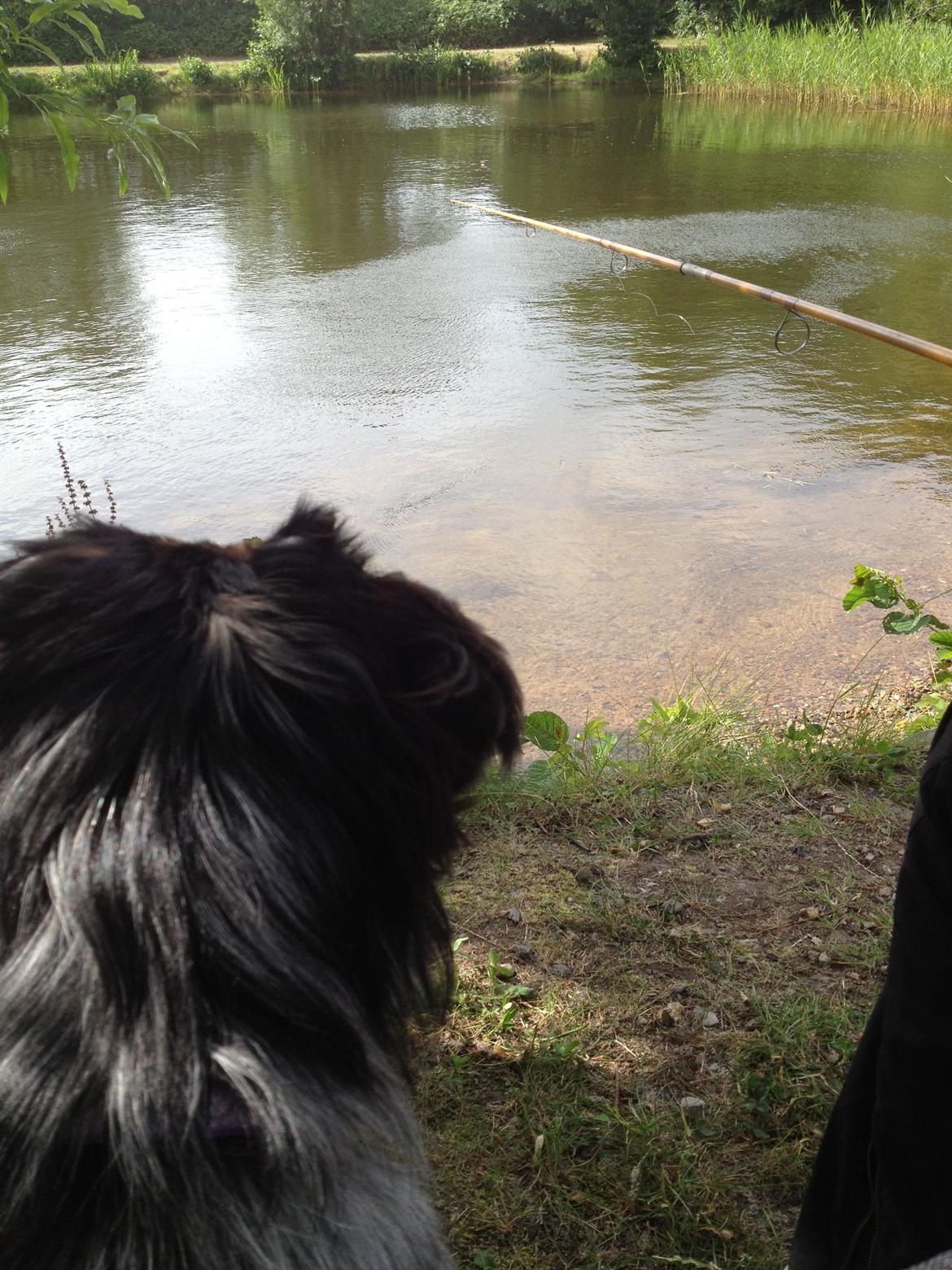 Blanding af racer Merci 6 år <3 billede 24