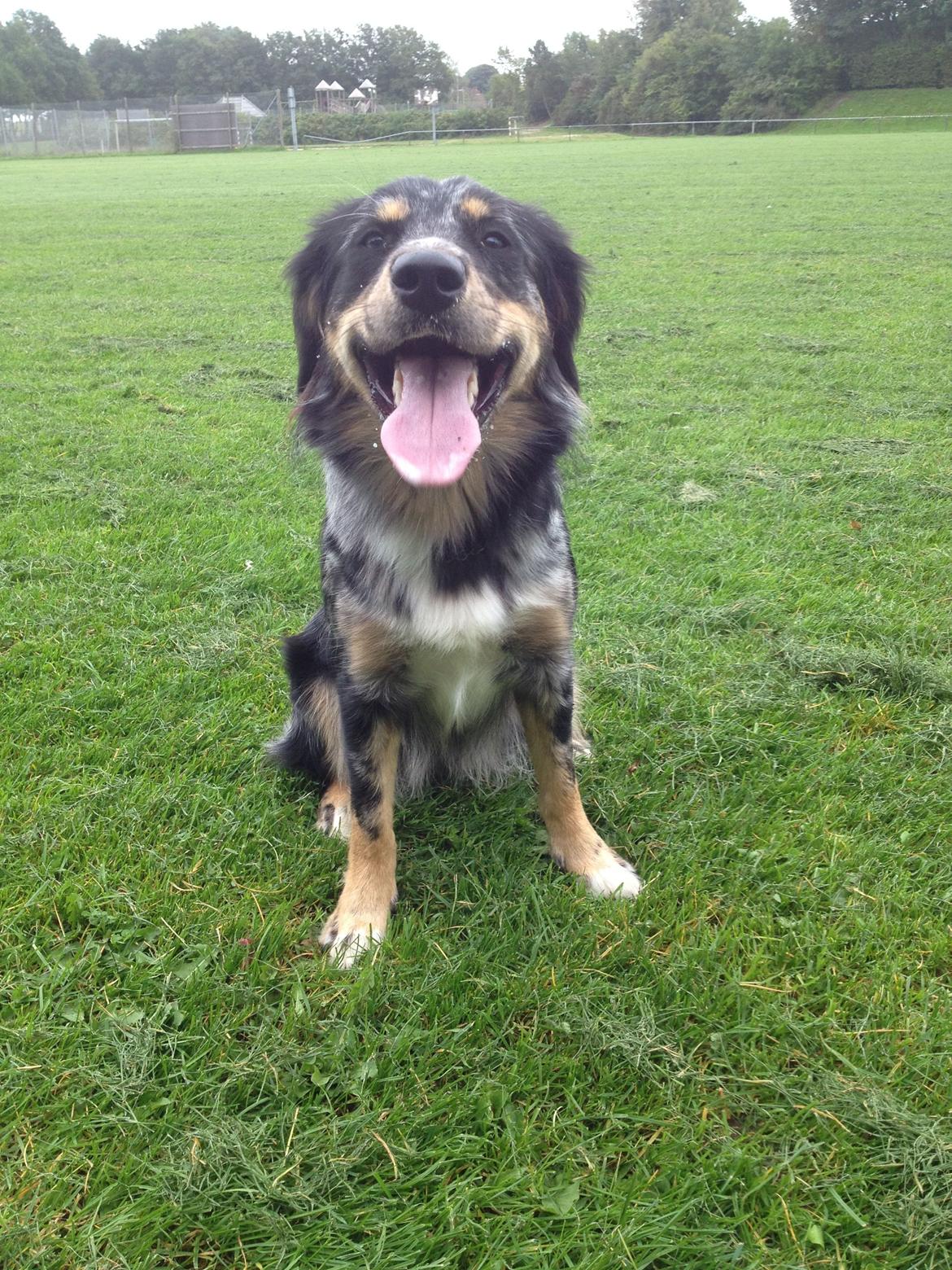 Blanding af racer Merci 6 år <3 billede 25