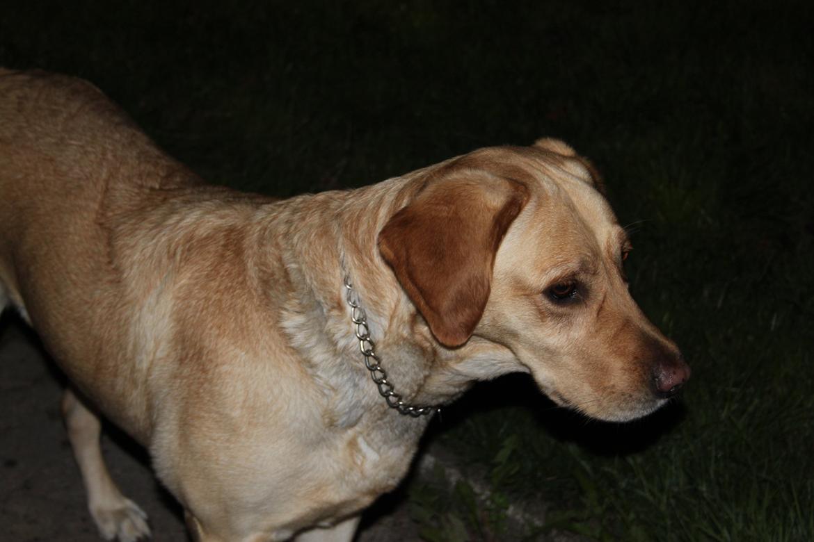 Blanding af racer lady billede 3