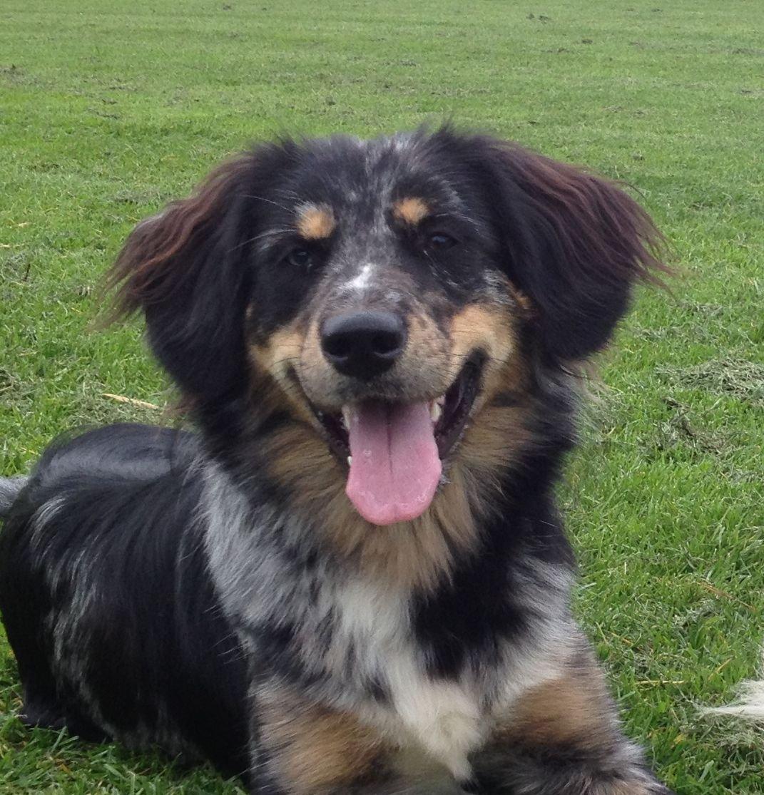 Blanding af racer Merci 6 år <3 billede 26