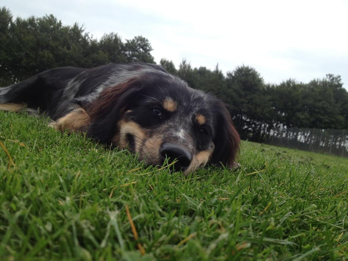 Blanding af racer Merci 6 år <3 billede 27