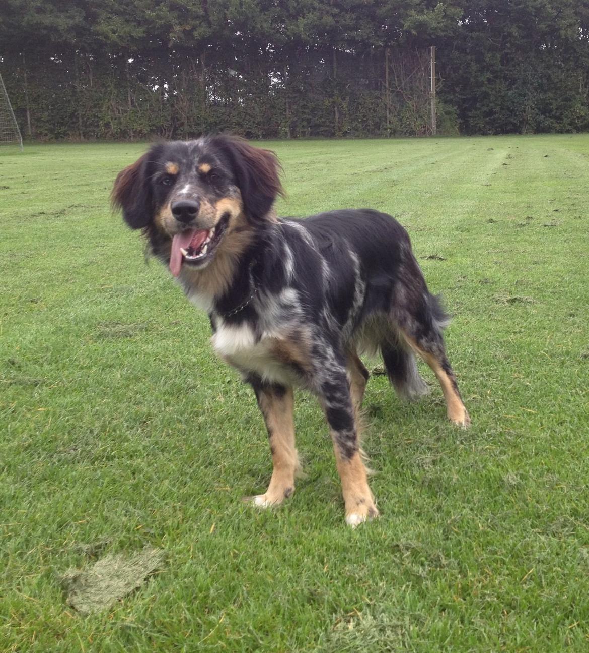 Blanding af racer Merci 6 år <3 billede 28