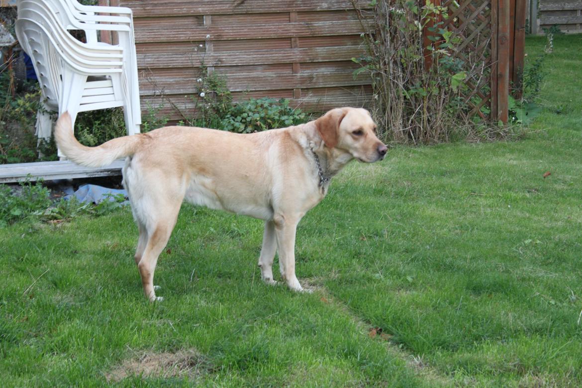 Blanding af racer lady billede 7