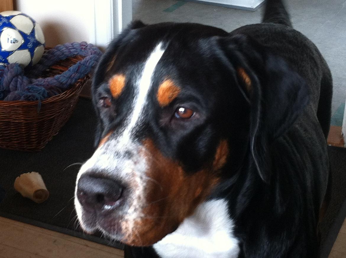 Grosser schweizer sennenhund Taja. billede 1