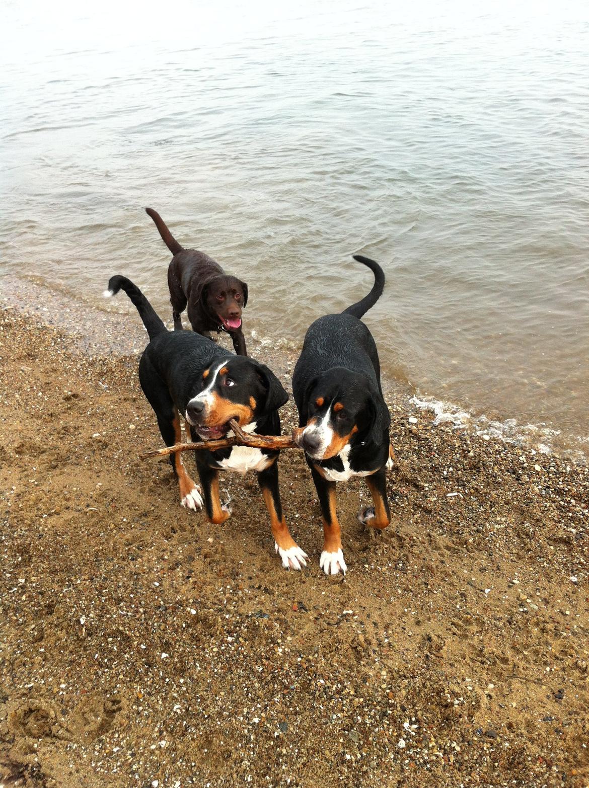 Grosser schweizer sennenhund Taja. - Det er Taja til venstre, Saga til højre og Simba bagved. billede 2