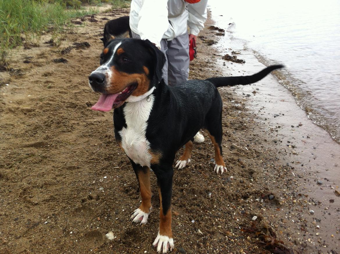 Grosser schweizer sennenhund Taja. billede 3