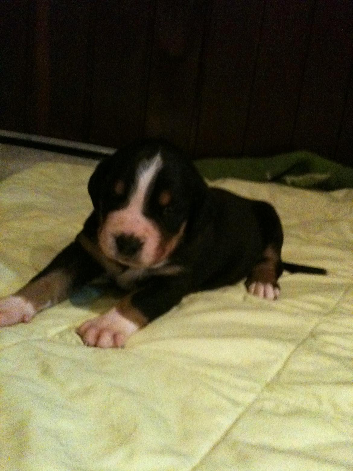 Grosser schweizer sennenhund Taja. billede 4