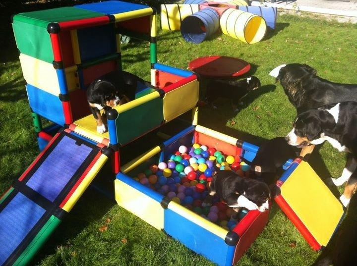 Grosser schweizer sennenhund Taja. billede 5