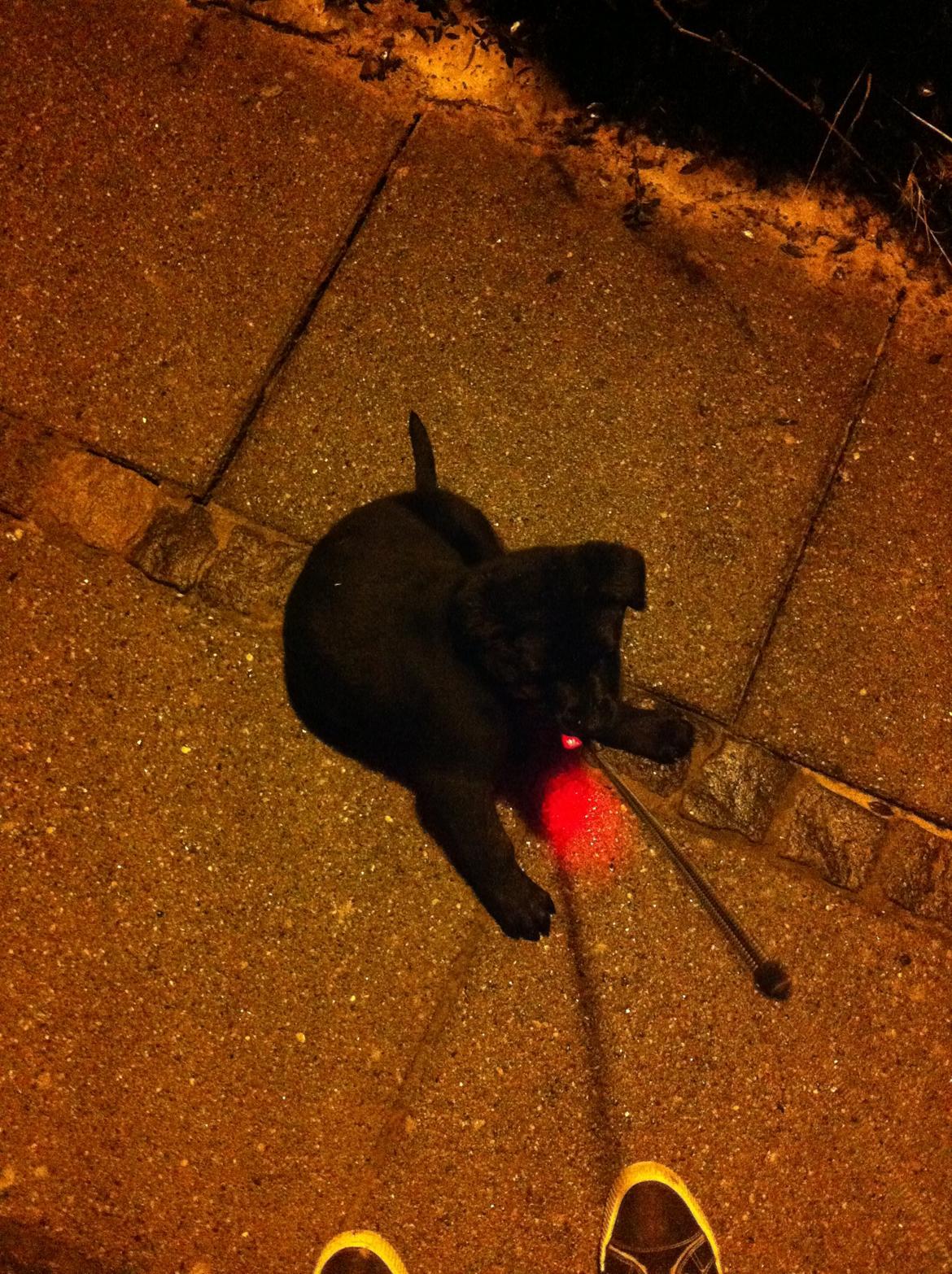 Labrador retriever Blackie "solgt d. 28/02 - 2013" - Blackie, den lille klump<3 billede 16