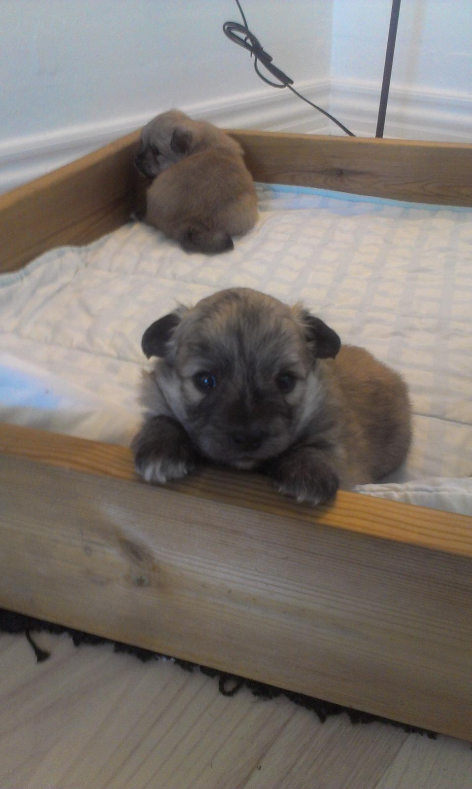 Blanding af racer Niko - Niko 3 uger billede 6