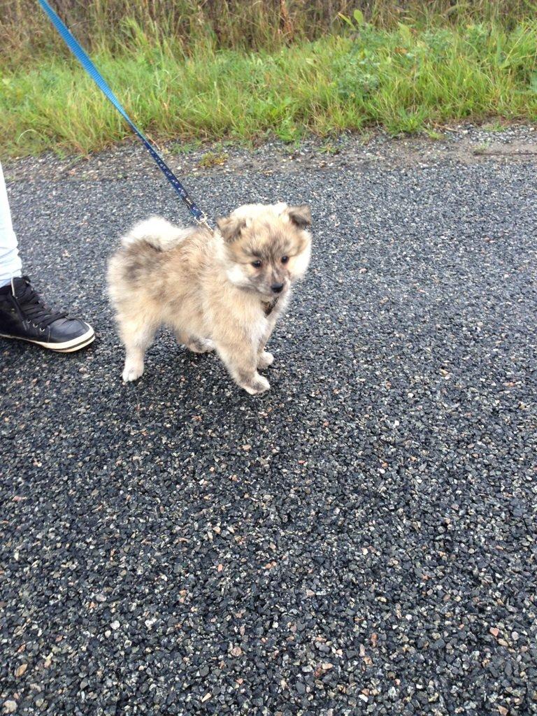 Blanding af racer Niko - 1. gåtur :)
 billede 3