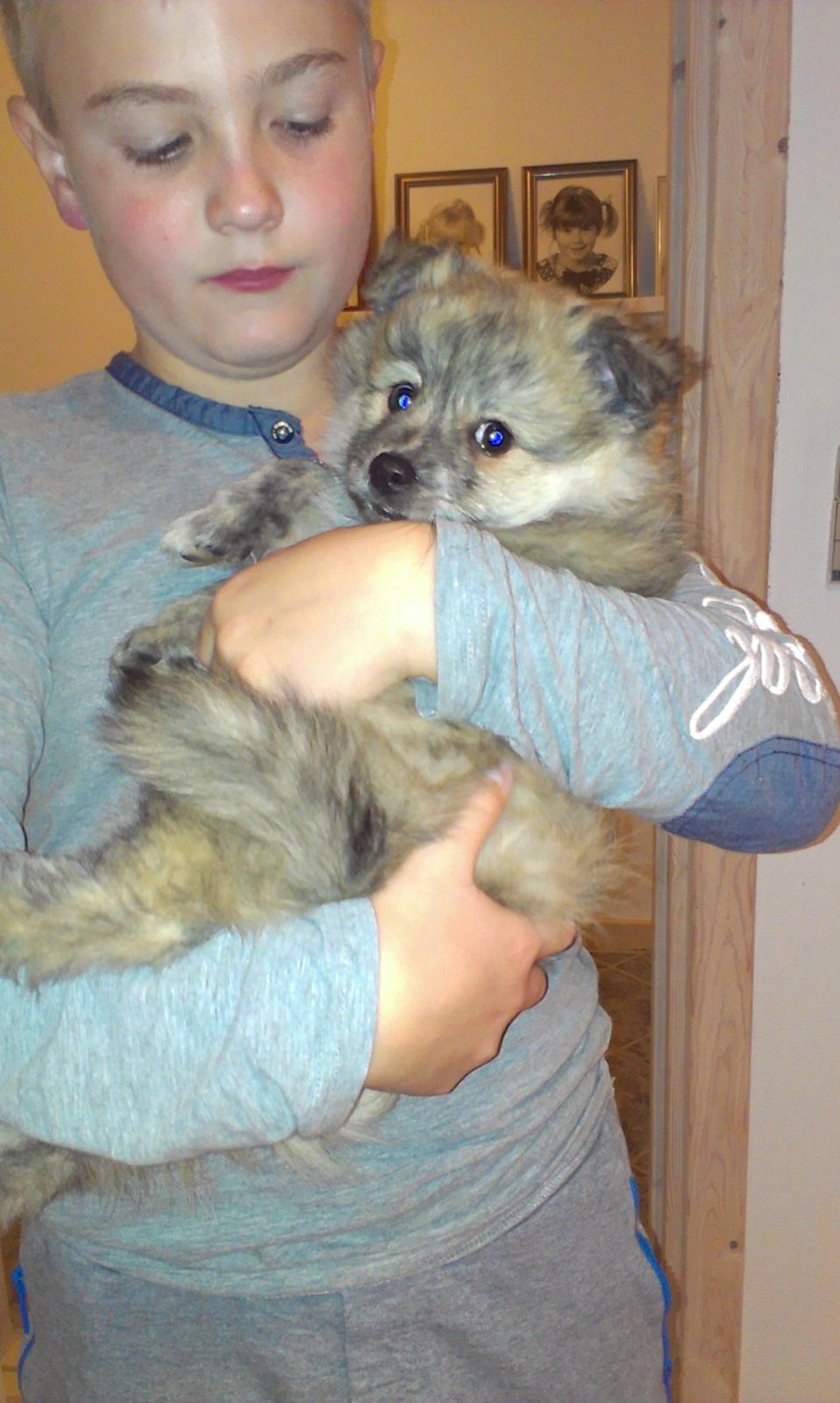 Blanding af racer Niko billede 2