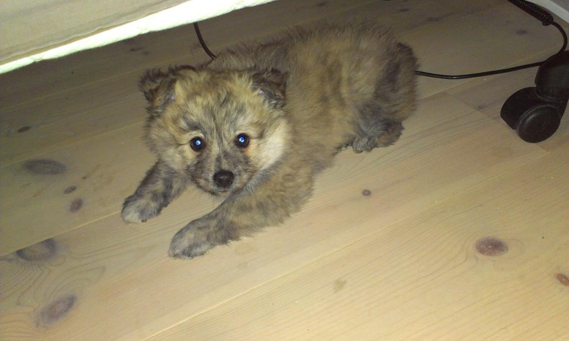 Blanding af racer Niko billede 4