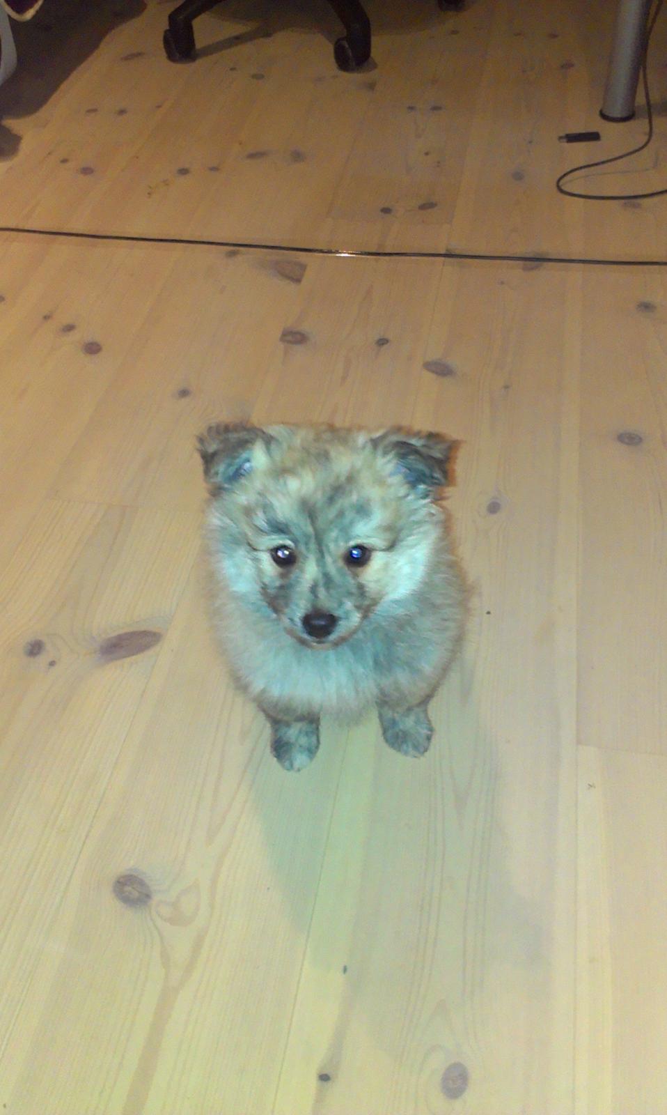 Blanding af racer Niko - Velkommen til Nikos profil. Lig gerne en kommentar billede 1