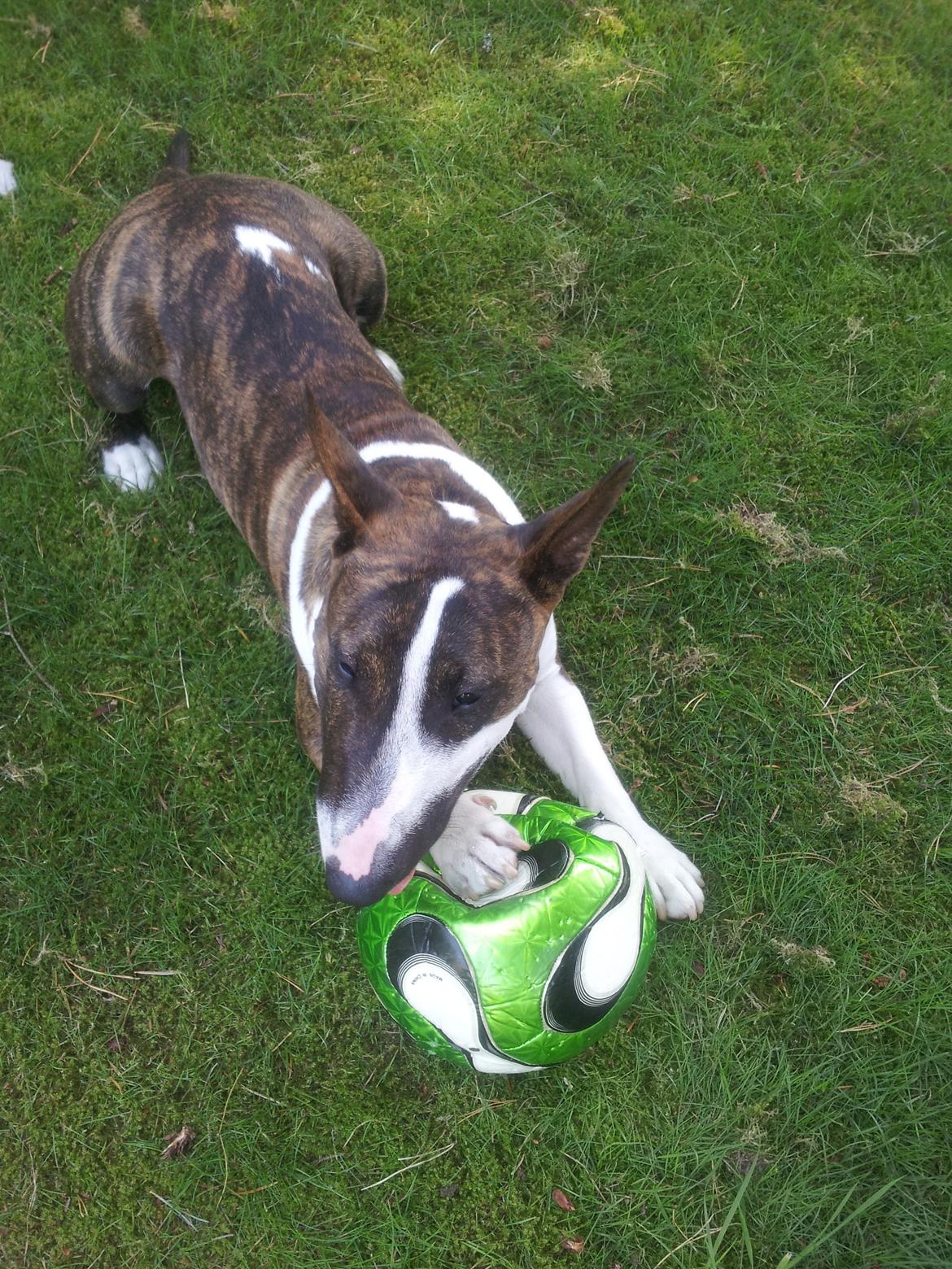 Bullterrier miniature Kenzo - Aug. 13. 1 år og 7 mdr. billede 29