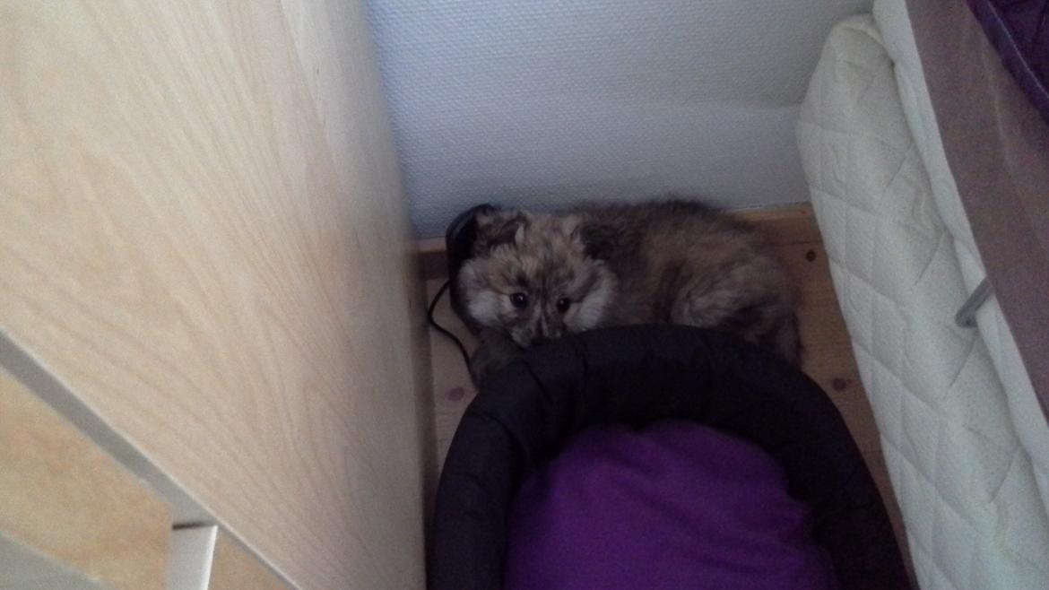 Blanding af racer Niko billede 5