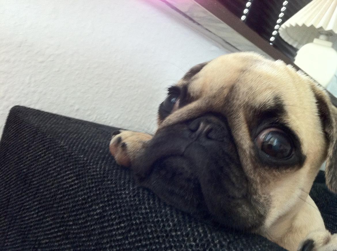 Mops Emma billede 10