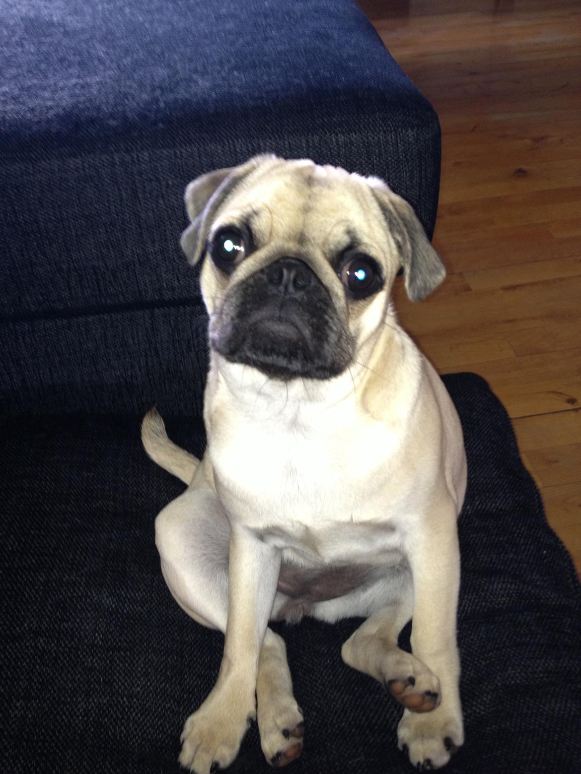 Mops Emma billede 11