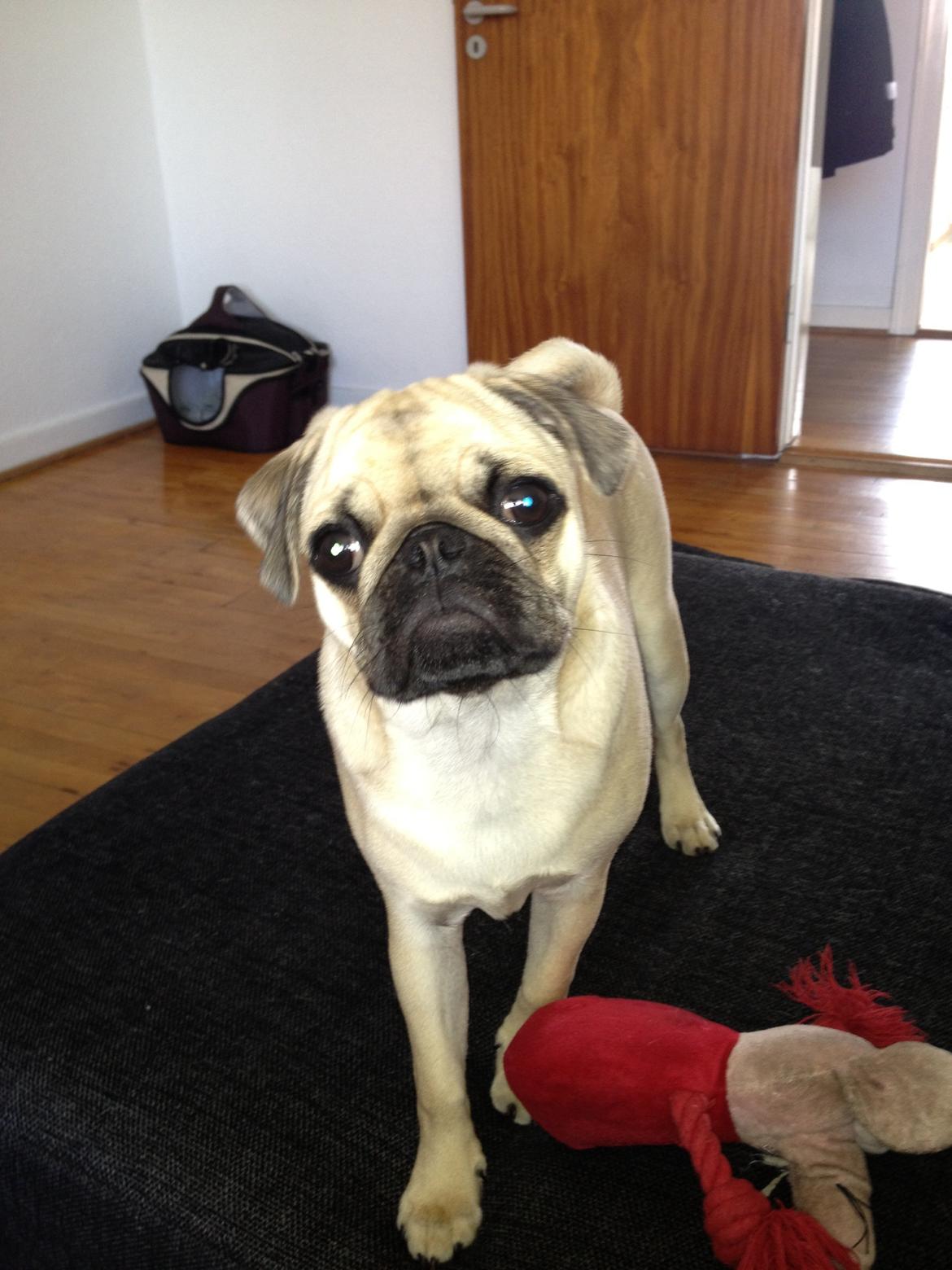 Mops Emma billede 12