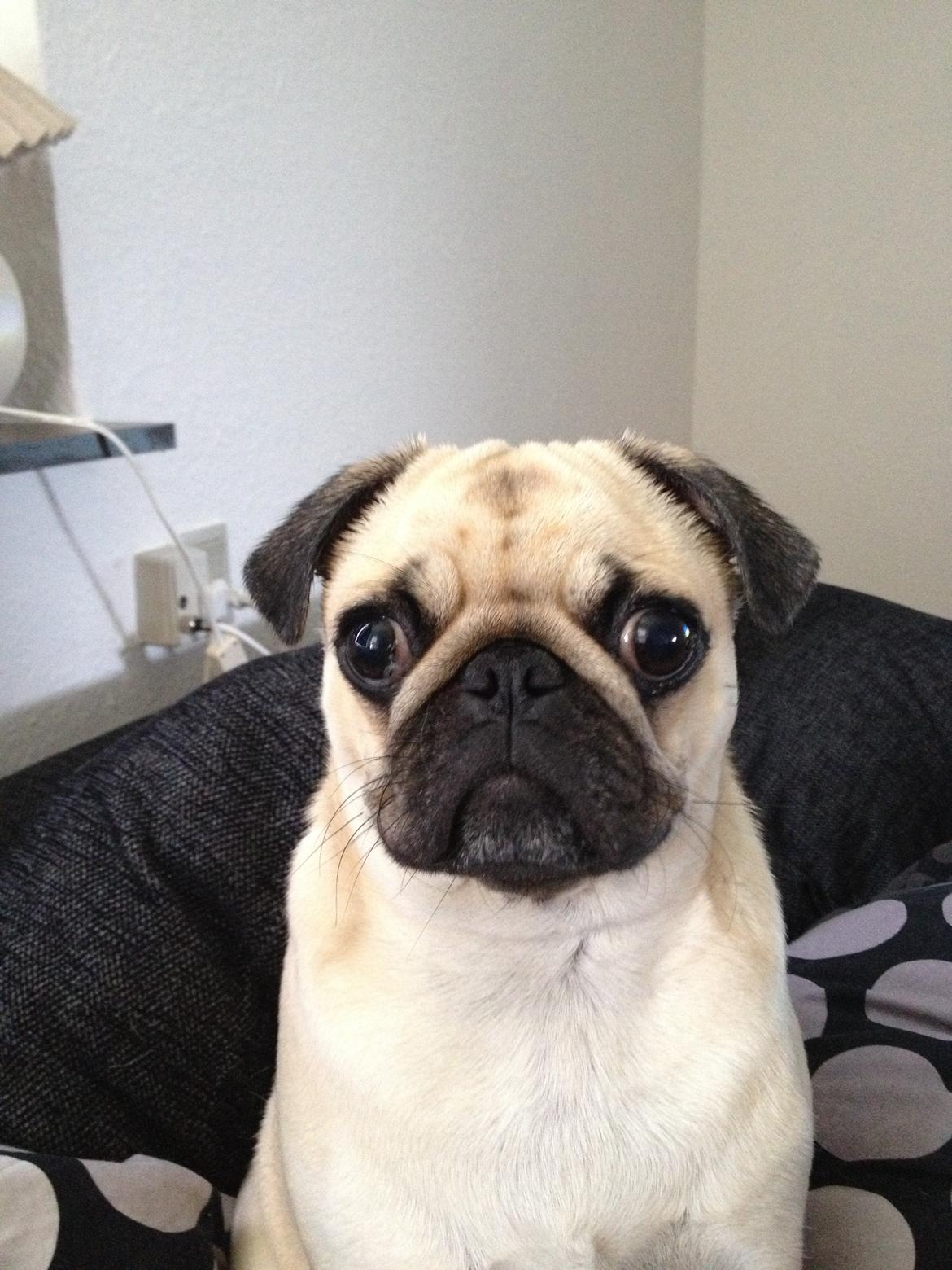 Mops Emma billede 13