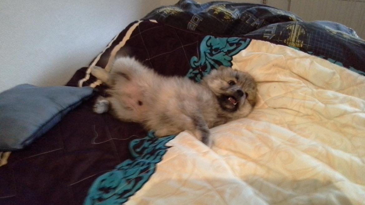 Blanding af racer Niko billede 7