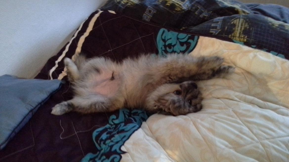 Blanding af racer Niko billede 8