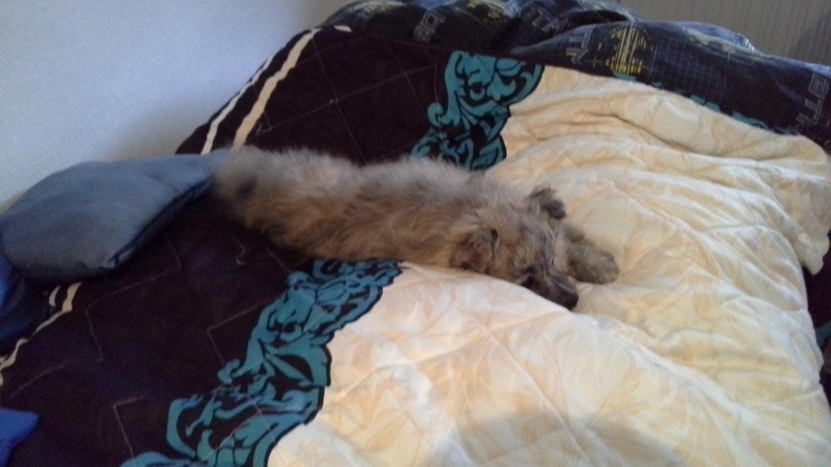 Blanding af racer Niko billede 9