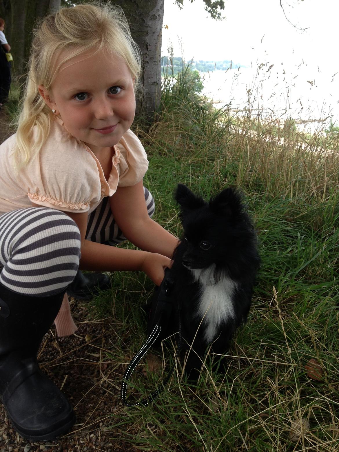 Blanding af racer Coda billede 2