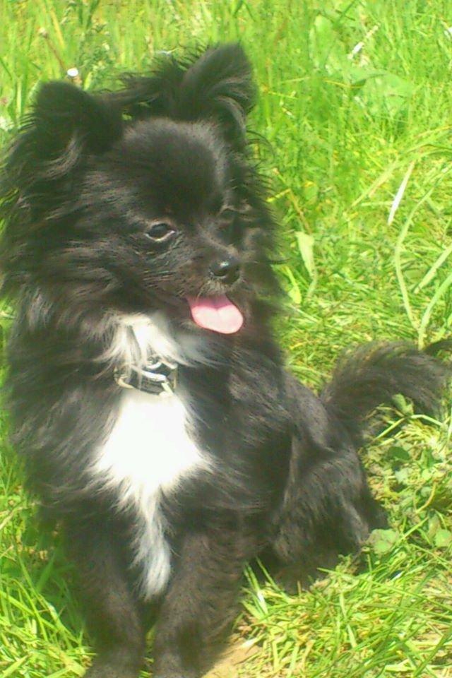 Blanding af racer Coda billede 3