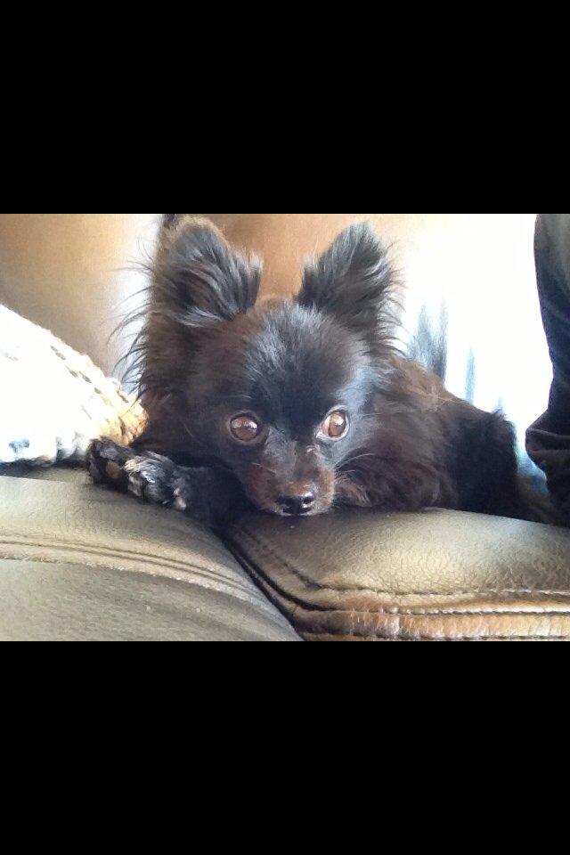 Blanding af racer Coda billede 5