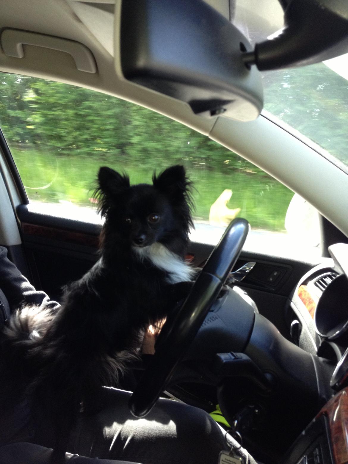 Blanding af racer Coda billede 6