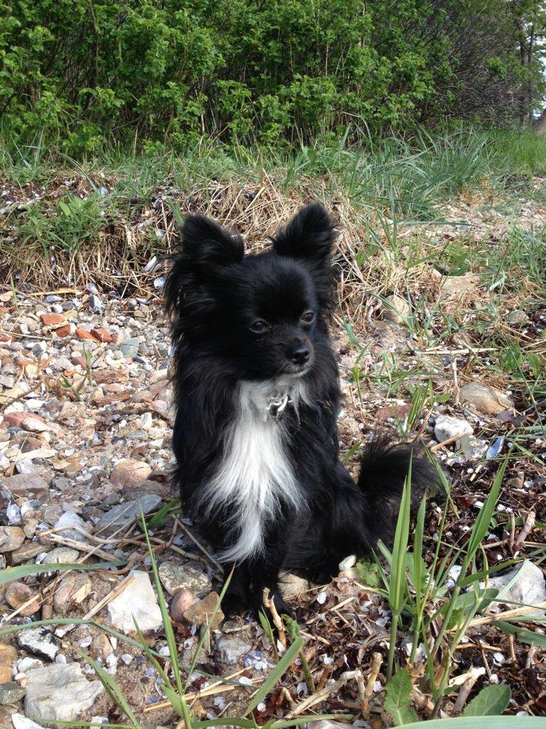 Blanding af racer Coda billede 1