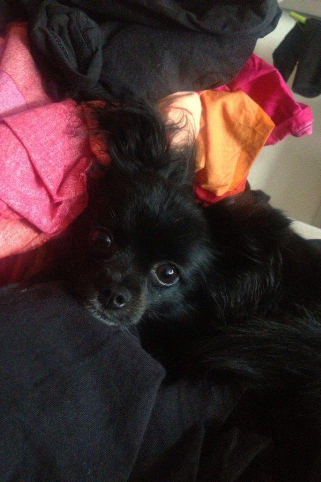 Blanding af racer Coda billede 7