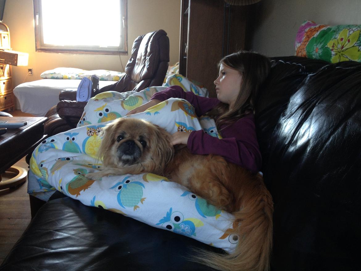 Pekingeser Freja <3 - <3 sep 2013 billede 1