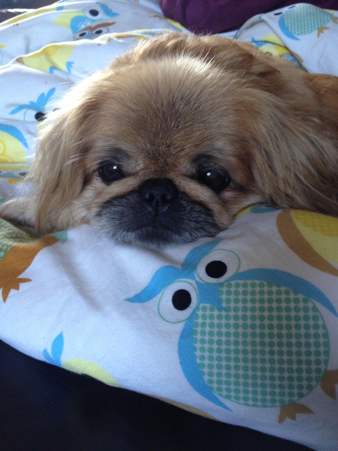 Pekingeser Freja <3 - Dukkehund sep 2013 billede 2