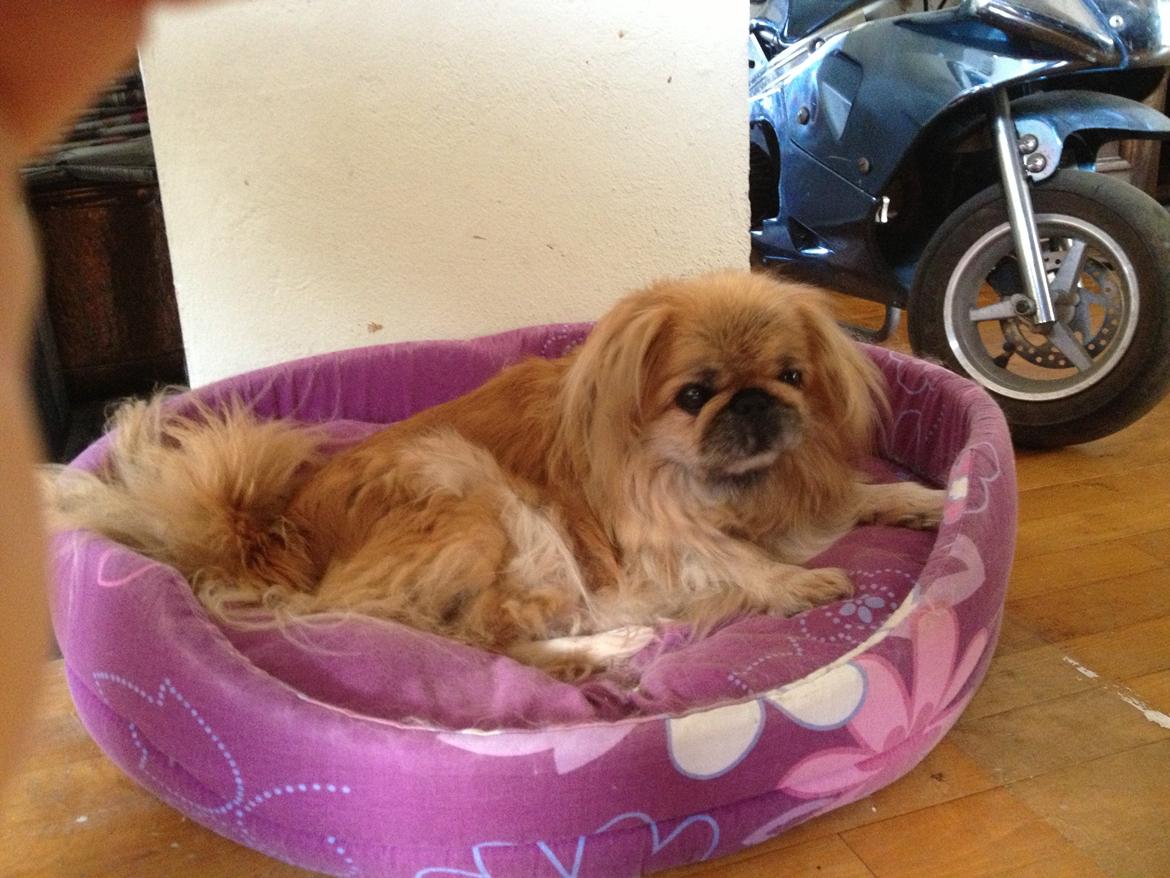 Pekingeser Freja <3 - Hygger sep 2013 billede 3