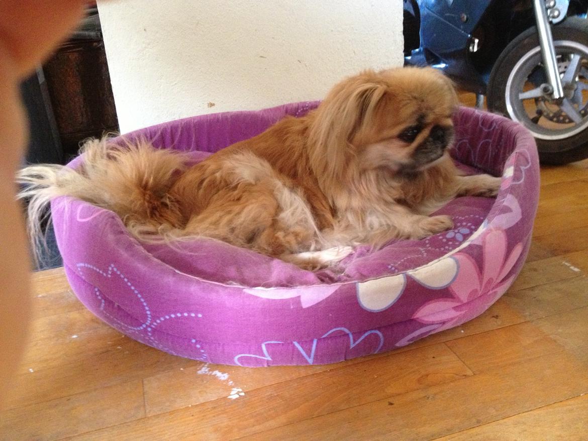 Pekingeser Freja <3 billede 4