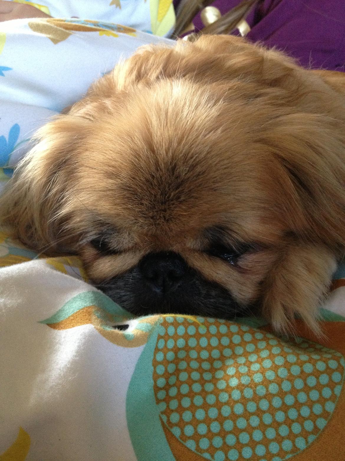 Pekingeser Freja <3 - Vores lille smuksak <3 billede 5