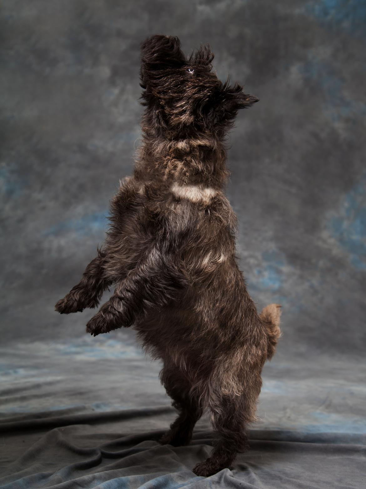 Cairn terrier Citta - Hvad gør man ikke for lidt slik.. billede 17