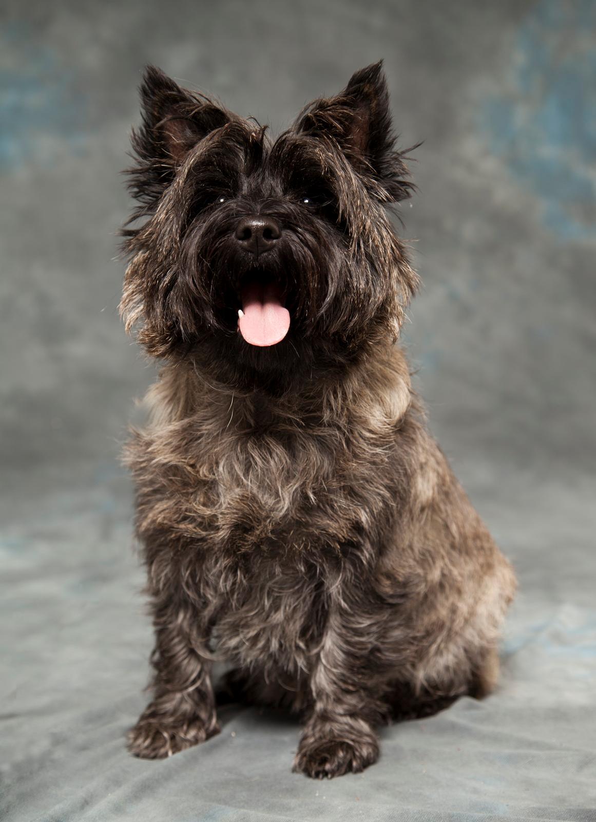 Cairn terrier Citta billede 15