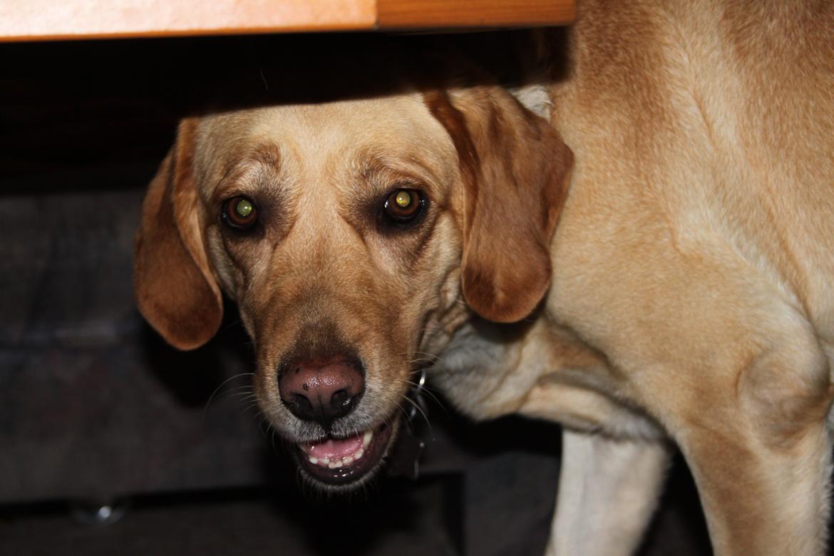 Blanding af racer lady billede 5