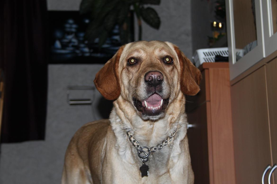 Blanding af racer lady billede 6