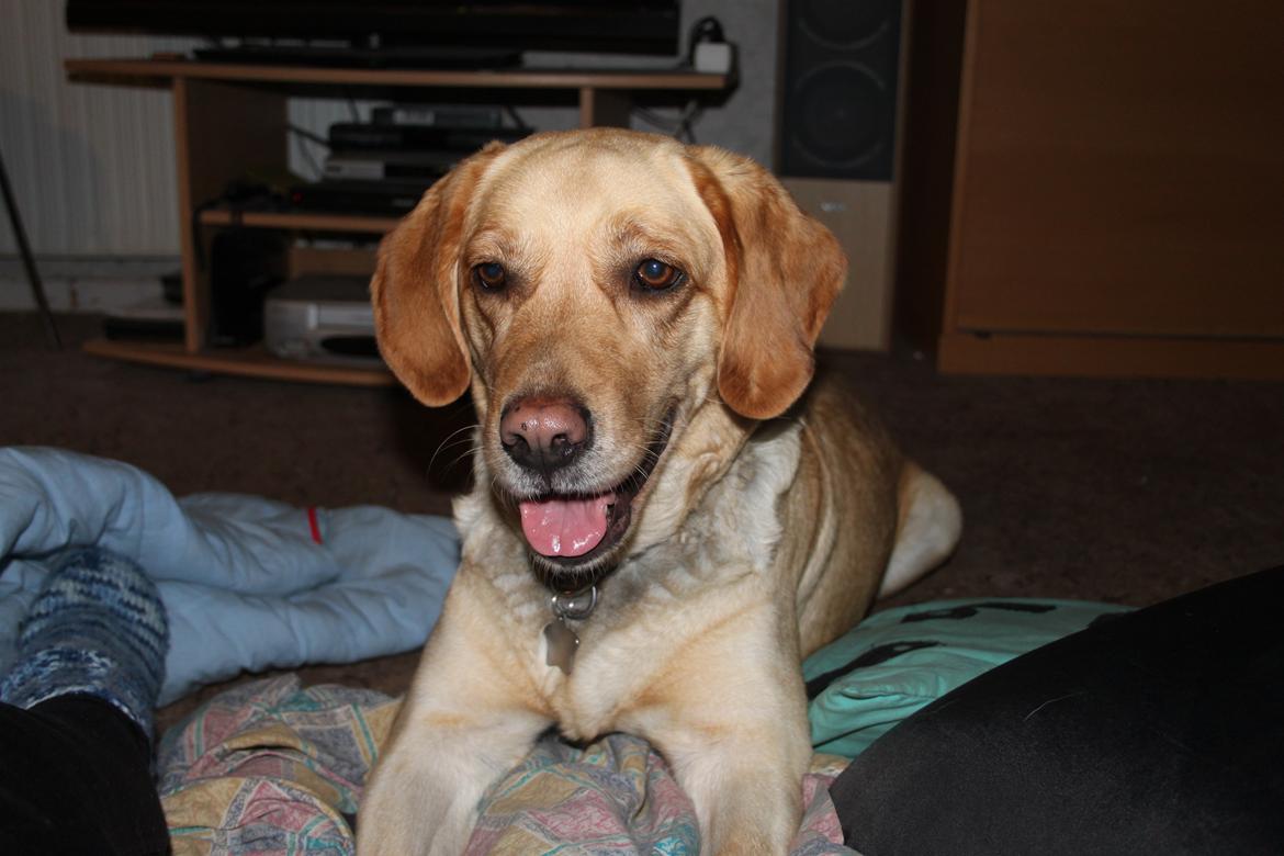 Blanding af racer lady billede 9