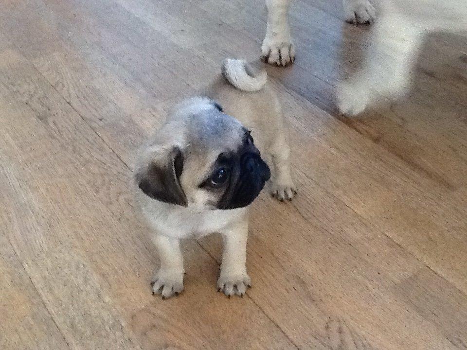 Mops Seloy Solist - Alfred    (Deler ham) billede 9