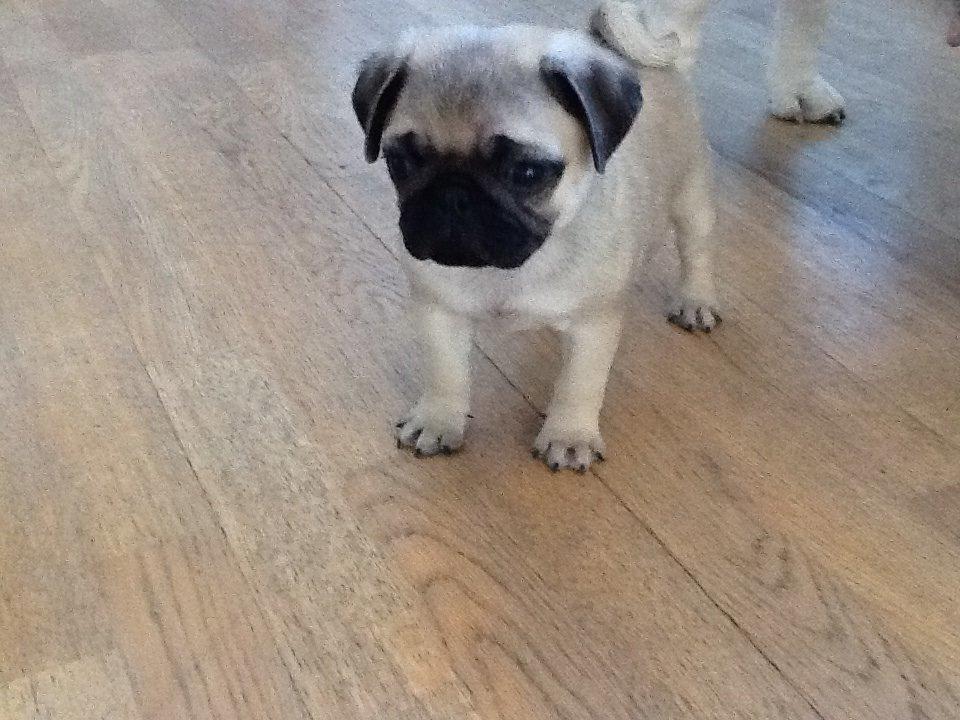 Mops Seloy Solist - Alfred    (Deler ham) billede 10