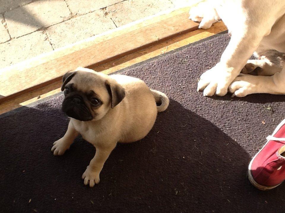 Mops Seloy Solist - Alfred    (Deler ham) billede 11